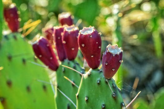 Producción de tabaco en Jujuy alcanza cifras récord en 2026