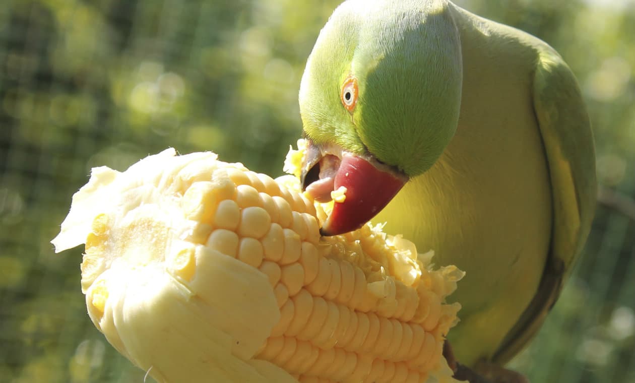 EMERGENCIA EN LA QUEBRADA: LA INVASIÓN DE LOROS PONE EN JAQUE LA PRODUCCIÓN DE PURMAMARCA