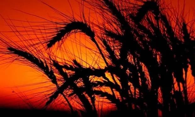 ALERTA ROJA PARA EL TRIGO: LOS IMPUESTOS YA SE LLEVAN EL 104% DE LA RENTABILIDAD