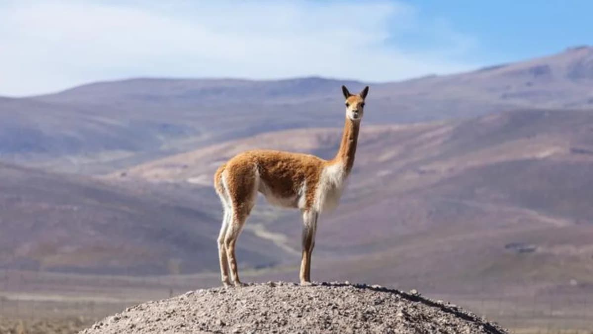 TOLERANCIA CERO A LA CAZA FURTIVA: FALLO HISTÓRICO PROTEGE A LA VICUÑA EN LA PUNA JUJEÑA