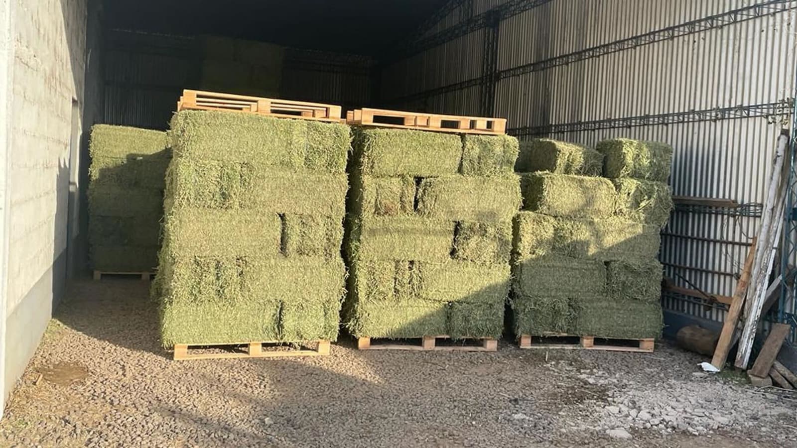 ARGENTINA TRAS EL PODIO MUNDIAL: LA ESTRATEGIA PARA DUPLICAR LAS EXPORTACIONES DE ALFALFA