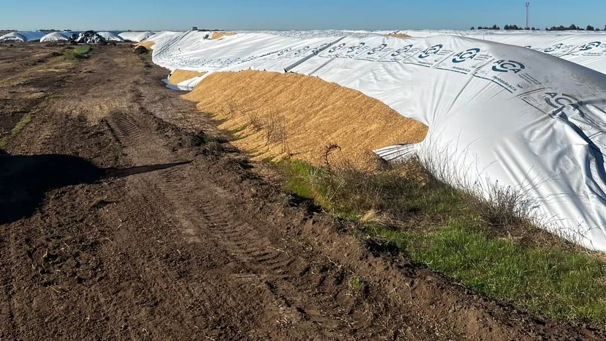 VANDALISMO RURAL EN BAHÍA BLANCA: TAJEAN CINCO SILOBOLSAS Y PONEN EN RIESGO 1.000 TONELADAS DE GRANO