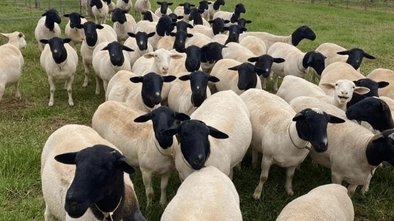 RECONVERSIÓN OVINA: EL DESAFÍO DE PASAR DE LA LANA A LA PRODUCCIÓN DE CARNE