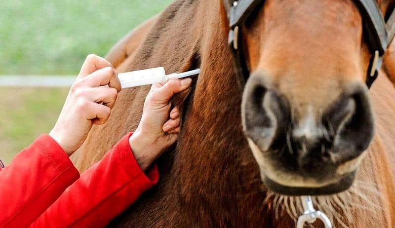 MENDOZA IMPLEMENTA TRAZABILIDAD OBLIGATORIA EN EQUINOS MEDIANTE MICROCHIPS INYECTABLES