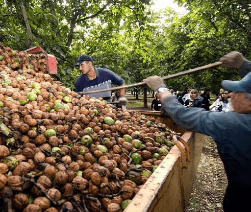 SAN RAFAEL APUESTA A LOS FRUTOS SECOS Y SERA SEDE DEL I CONGRESO REGIONAL