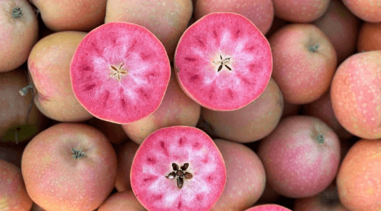 MANZANAS DE PULPA ROJA: EL INTA ALTO VALLE VALIDA LA CALIDAD TÉCNICA PARA EXPORTACIÓN