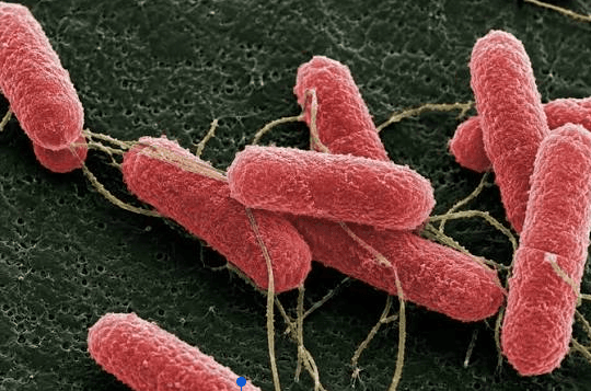 DESARROLLAN UNA MOLÉCULA PARA ELIMINAR LA ESCHERICHIA COLI EN BOVINOS