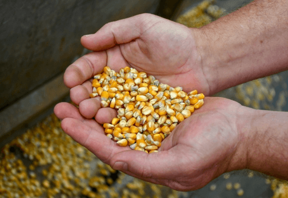 MISIONES: LANZAN “BAUTISTA INTA”, UN MAÍZ ADAPTADO PARA LA AGRICULTURA FAMILIAR