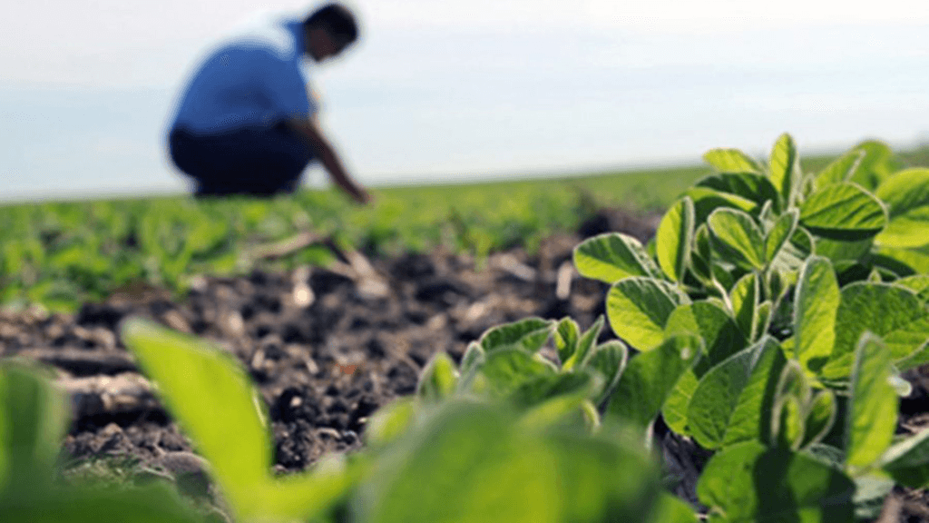 Ingeniero Agrónomo