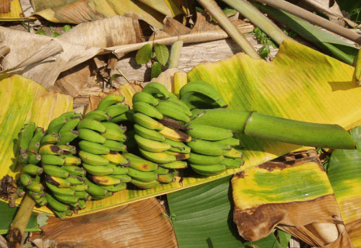 PIDEN FRENAR POR 90 DÍAS LA IMPORTACIÓN DE BANANAS POR GRAVE RIESGO SANITARIO