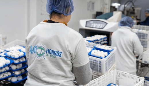 INVERSIÓN EN HONGOS: CHAMPIGNONES Y PORTOBELLOS POTENCIAN AL MERCADO LOCAL