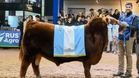 RÉCORD EN LA GANADERÍA ARGENTINA: PAGARON $300 MILLONES POR EL 50% DE “ÁLVARO”