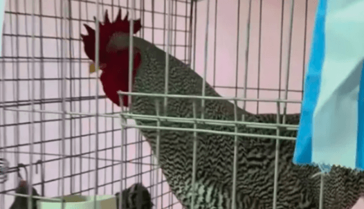 EL GALLO MAS CARO DE ARGENTINA: SE VENDIO POR MÁS DE 3 MILLONES DE PESOS EN UN REMATE
