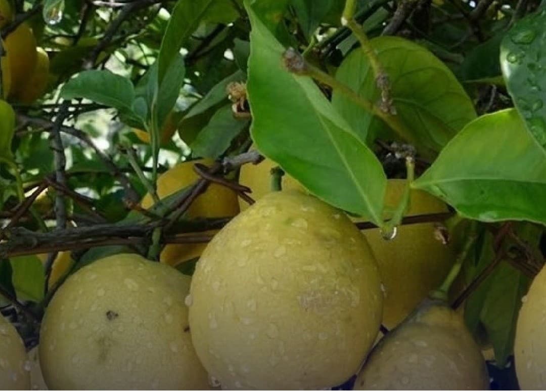 TUCUMAN: LAS LLUVIAS DILUYEN LAS PERSPECTIVAS DEL LIMON