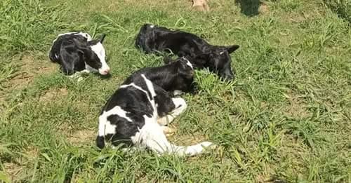 MILAGRO EN EL TAMBO: UNA VACA PARIÓ TRILLIZOS EN LA CUENCA LÁCTEA