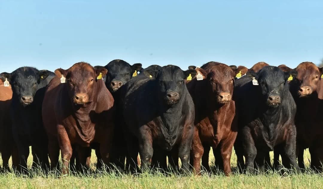 ALQUILER DE TOROS: LA ESTRATEGIA QUE TRANSFORMA EL COSTO FIJO EN INVERSIÓN GENÉTICA
