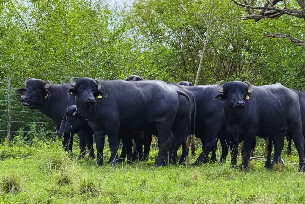 GANADERÍA BUBALINA: CORRIENTES CONSOLIDA EL 50% DEL STOCK NACIONAL