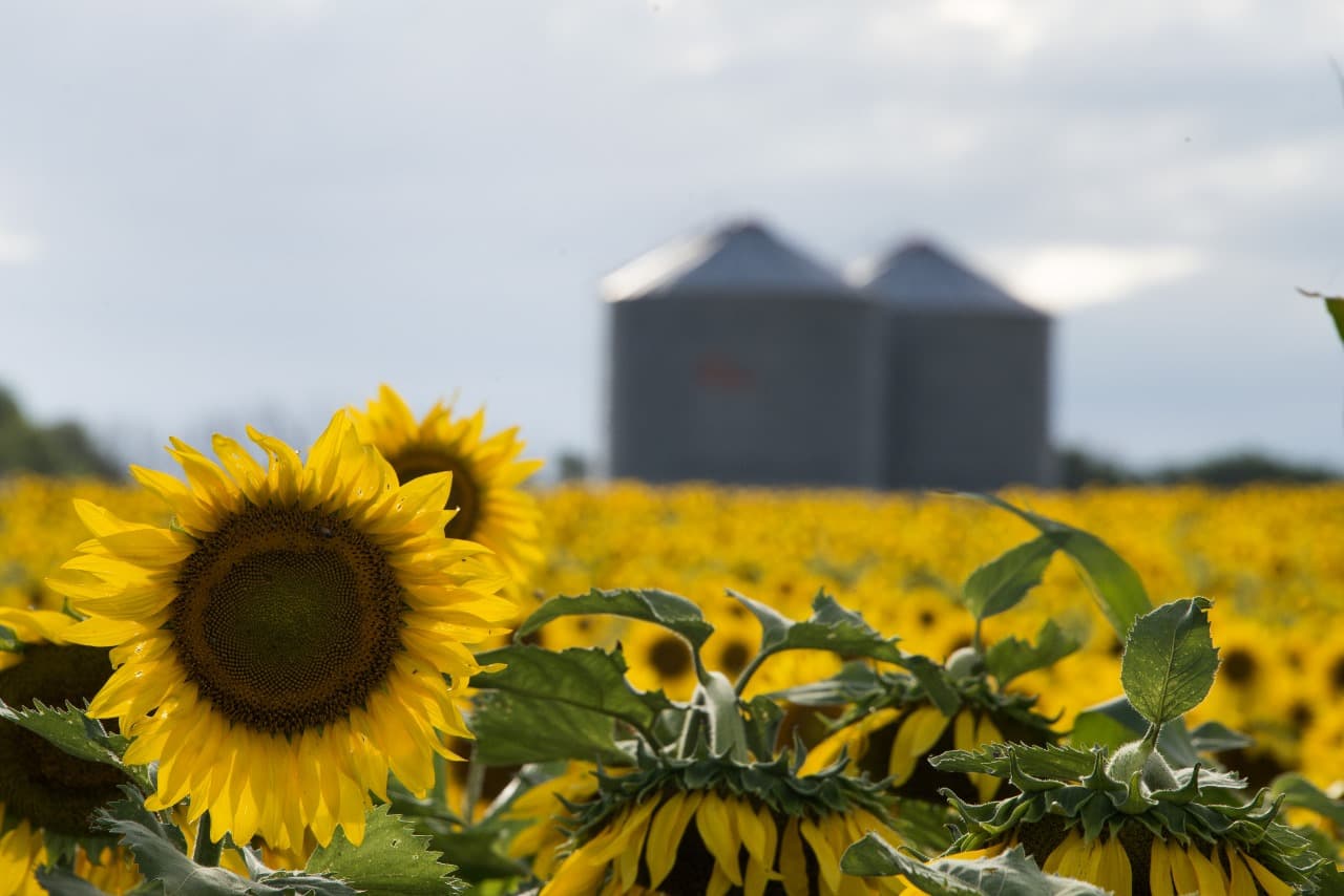 EL GIRASOL HACE HISTORIA: PROYECTAN UNA COSECHA RÉCORD DE 7,3 MILLONES DE TONELADAS