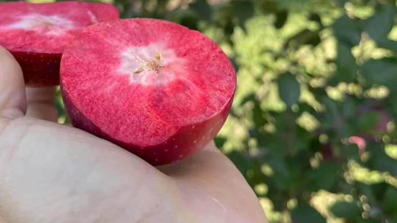 KISSABEL: LA REVOLUCIÓN DE LA PULPA ROJA QUE BUSCA CONQUISTAR EL MERCADO ARGENTINO