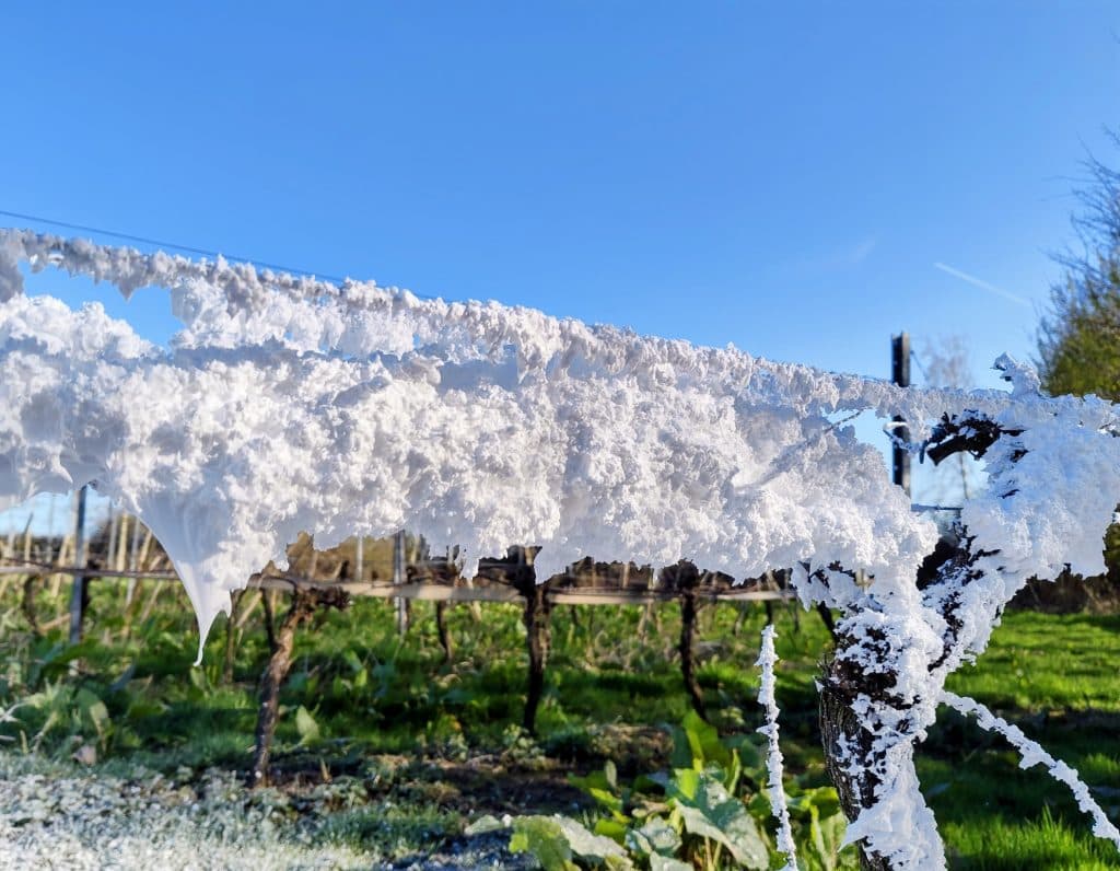 FROSCO: LA ESPUMA BIOLÓGICA QUE REVOLUCIONA LA PROTECCIÓN CONTRA HELADAS CON MÍNIMO USO DE AGUA