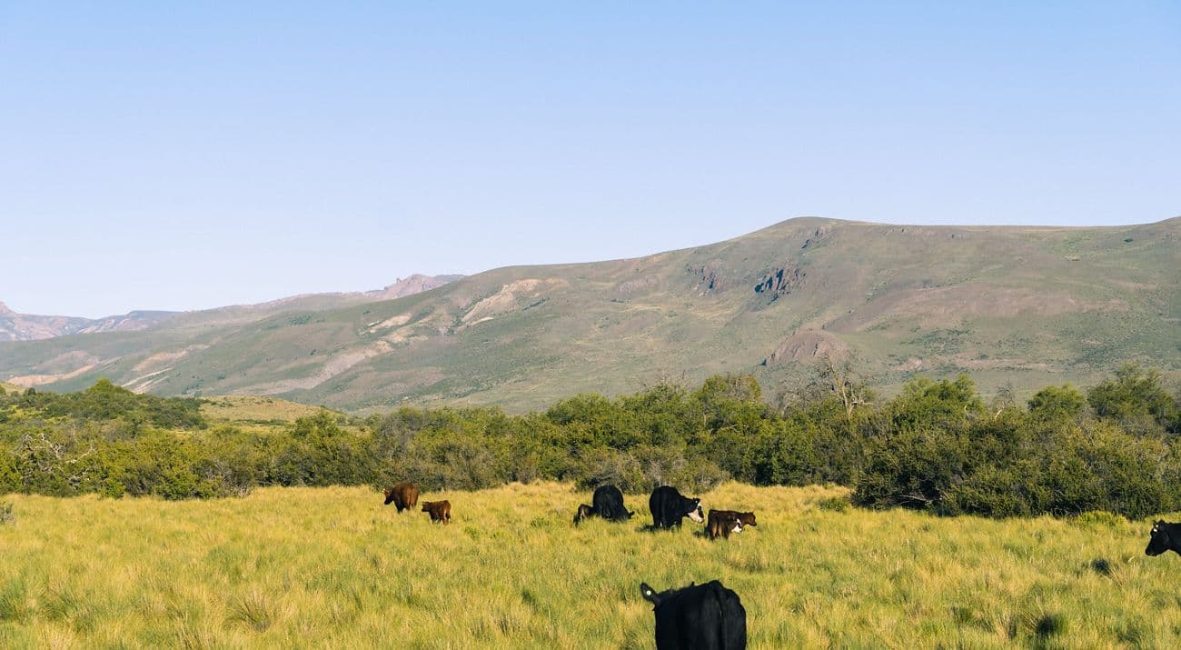 PROGRAMA ESTEPPA: EL AMBICIOSO PLAN BINACIONAL PARA REGENERAR 10 MILLONES DE HECTÁREAS EN LA PATAGONIA
