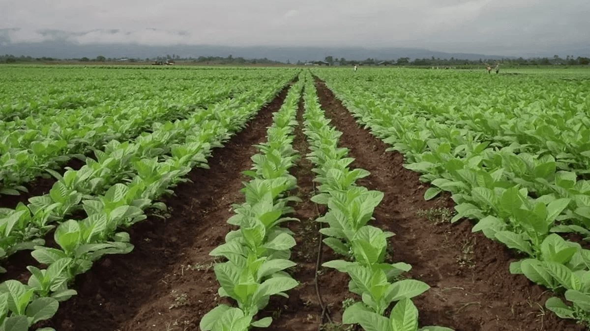 GESTIÓN TABACALERA: LA UCP DEFINE LA HOJA DE RUTA PARA LA CAMPAÑA 2026/2027