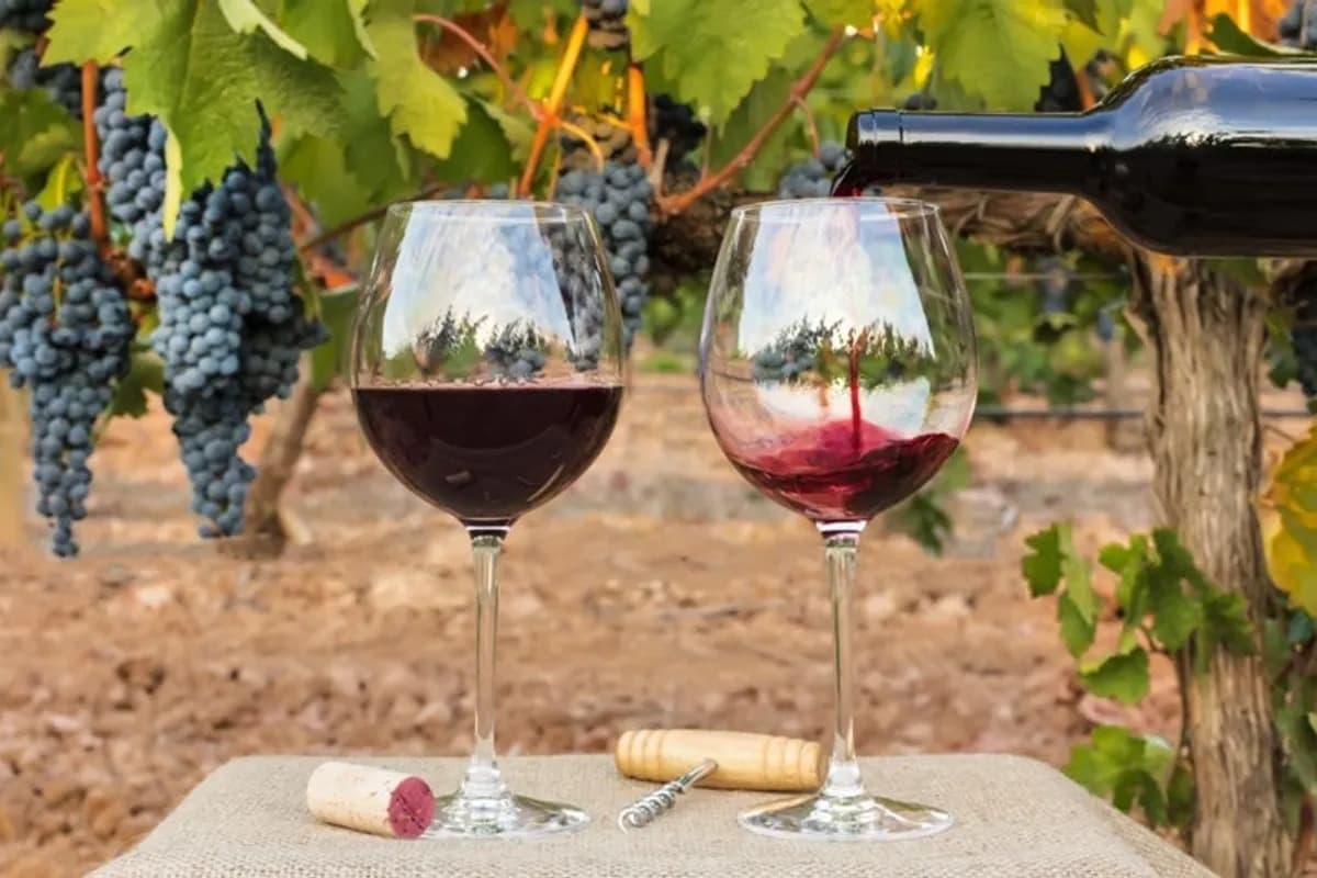 VITIVINICULTURA PAMPEANA: CASA DE PIEDRA PROCESA SUS PRIMERAS UVAS Y ELIMINA LA DEPENDENCIA DE MENDOZA