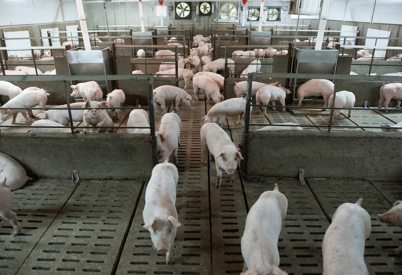 ARGENTINA HABILITA EL INGRESO DE CARNE PORCINA PARAGUAYA: OPORTUNIDAD ESTRATÉGICA EN EL MERCOSUR