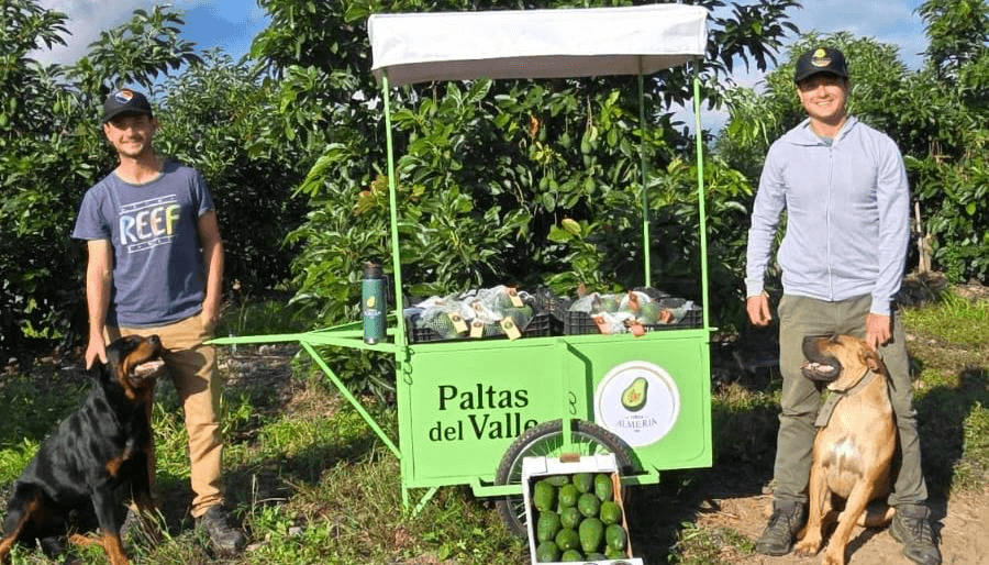 RECONVERSIÓN PRODUCTIVA: EL CARMEN CONSOLIDA SU APUESTA POR LA PALTA HASS