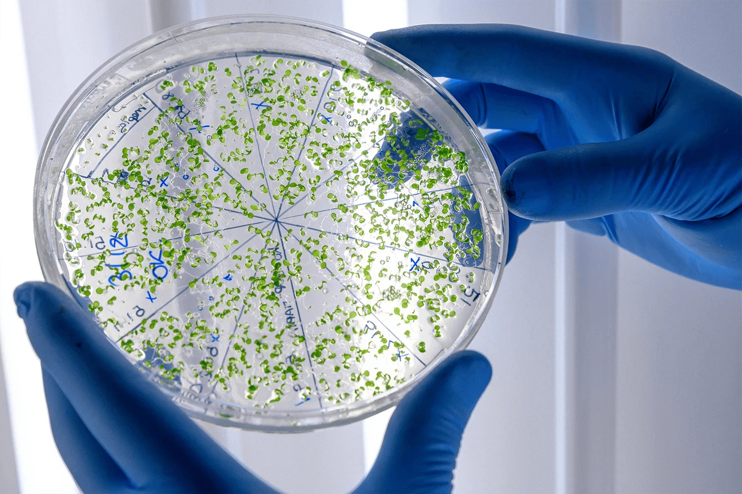 BIOTECNOLOGÍA NACIONAL: PREMIAN UNA INVESTIGACIÓN CLAVE PARA ELIMINAR LA SALMONELLA EN LA AVICULTURA