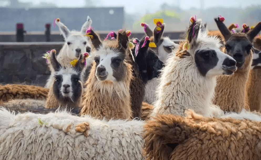 PUNA PRODUCTIVA: LANZAN FORMACIÓN GRATUITA PARA PROFESIONALIZAR LA CADENA DE LA LLAMA