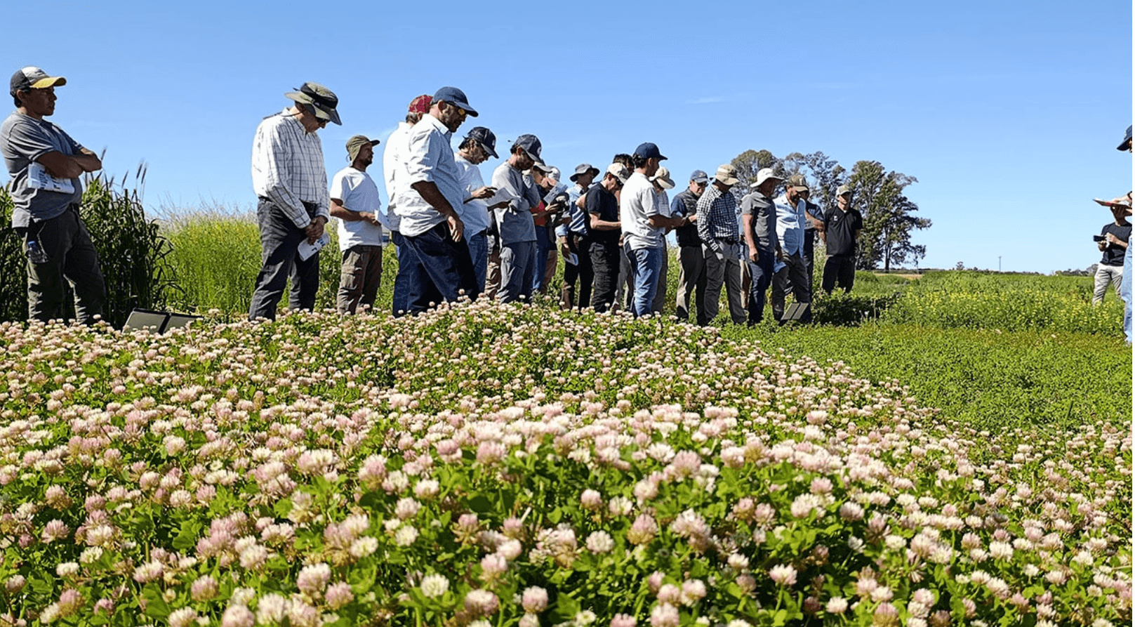 ALERTA ROJA POR MALEZAS: CONFIRMAN RESISTENCIA DE CHLORIS VIRGATA A GLIFOSATO Y HALOXIFOP