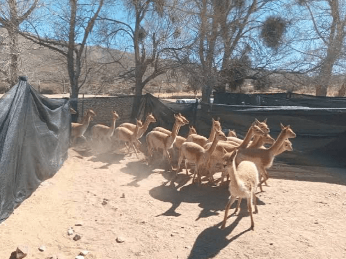 CRUELDAD ANIMAL: RESCATAN A 41 VICUÑAS DE UN CRIADERO EN HUMAHUACA