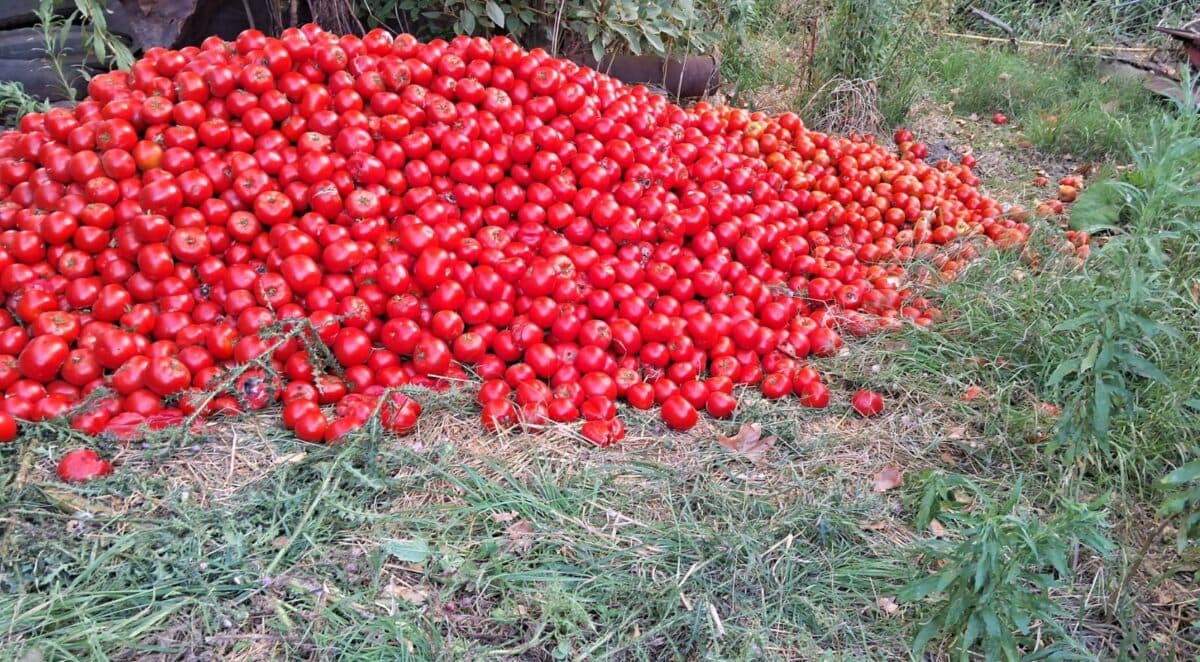 CRISIS EN EL SECTOR TOMATERO JUJEÑO: PÉRDIDAS POR LLUVIAS Y CAÍDA DE LA RENTABILIDAD