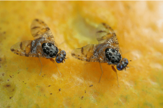 INNOVACIÓN FITOSANITARIA: EL MODELO PATAGÓNICO PARA BLINDAR LA FRUTICULTURA