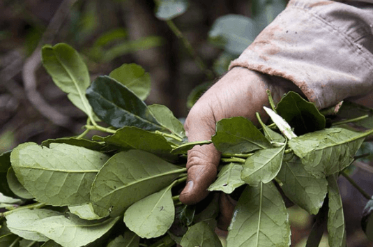 YERBA MATE PARAGUAYA ESCALA A EUROPA: ASOCIACIÓN ABRE BASE COMERCIAL EN POLONIA