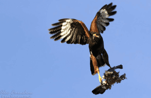 CETRERÍA APLICADA: EL CONTROL BIOLÓGICO COMO ESTRATEGIA CONTRA LAS PLAGAS DE AVES