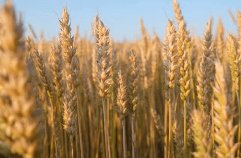 EL TRIGO SE CONSOLIDA COMO PROTAGONISTA DE LA BALANZA COMERCIAL ARGENTINA