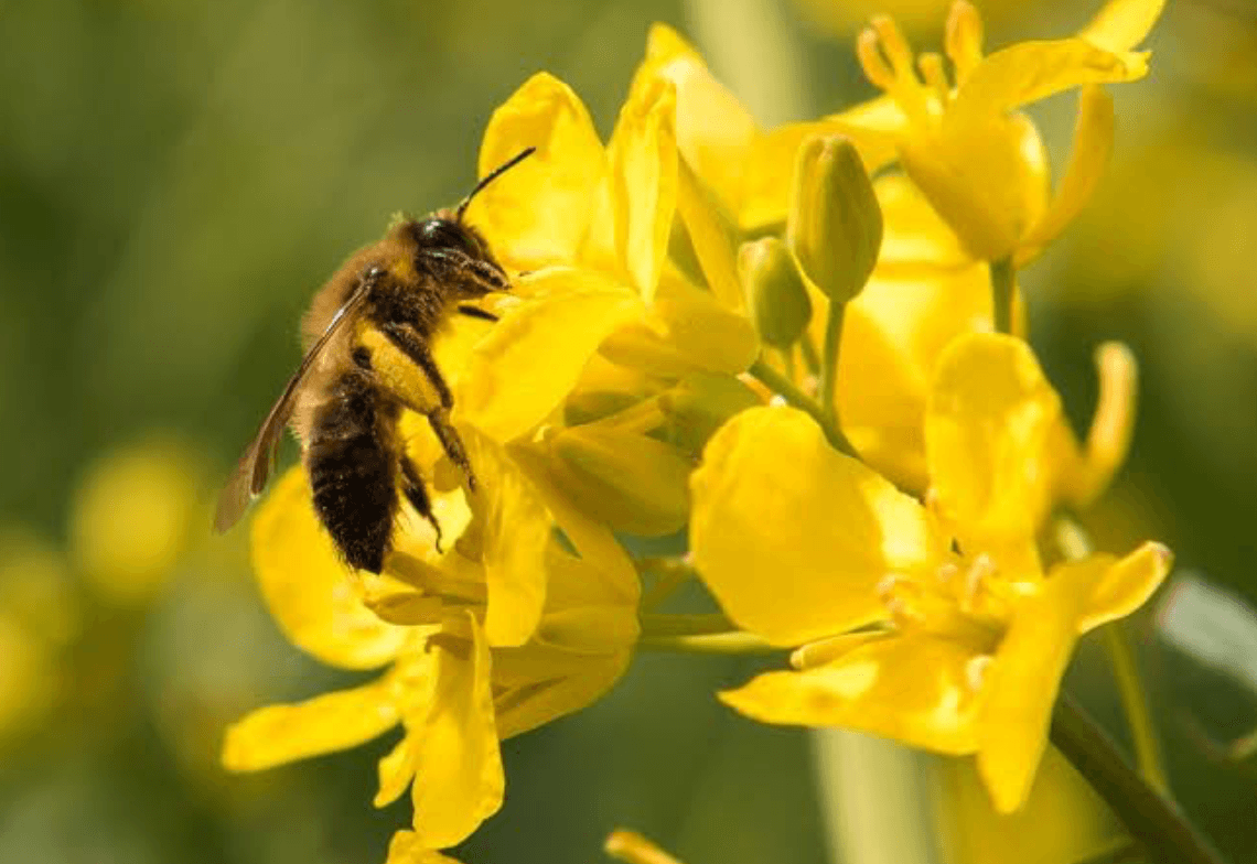 ARGENTINA: LOGRAN “ENTRENAR” ABEJAS PARA AUMENTAR EL RENDIMIENTO DE LOS CULTIVOS