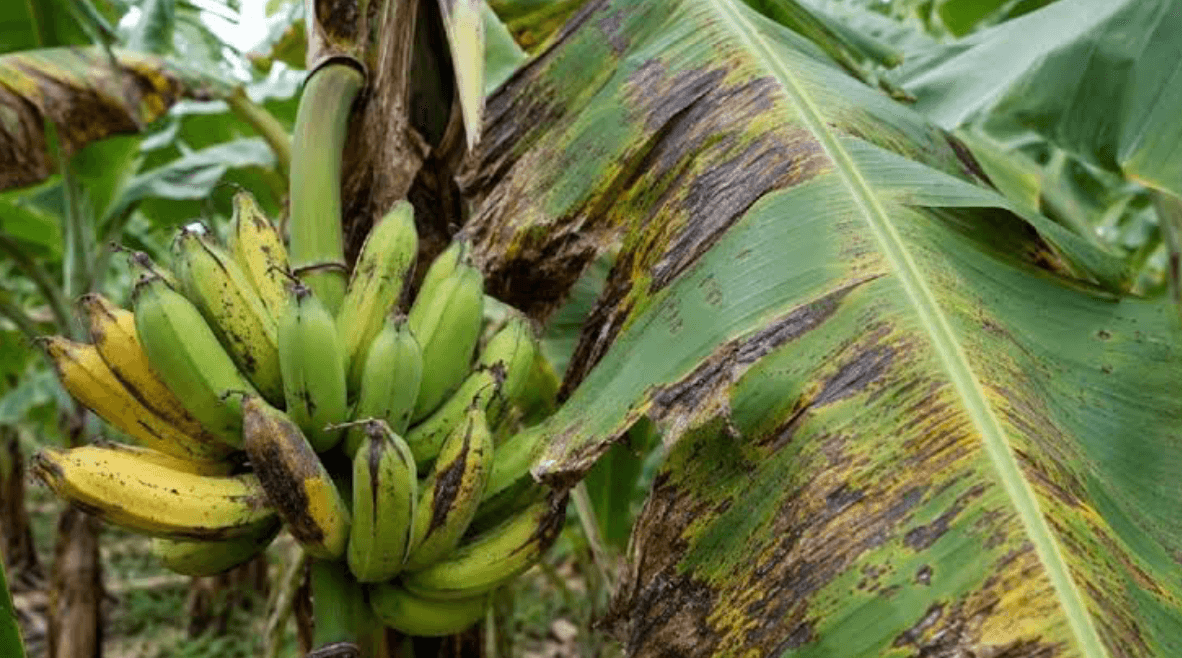 ALARMA EN SALTA: RECHAZAN UNA MEDIDA NACIONAL QUE PONE EN RIESGO LAS PLANTACIONES DE BANANA