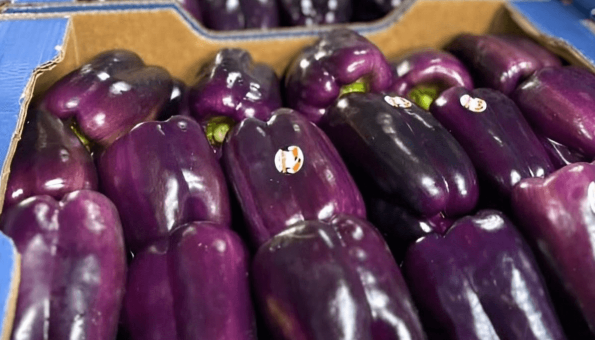 YUTO: LOS PIMIENTOS VIOLETA PRODUCIDOS EN JUJUY CONQUISTAN EL MERCADO Y MARCAN TENDENCIA