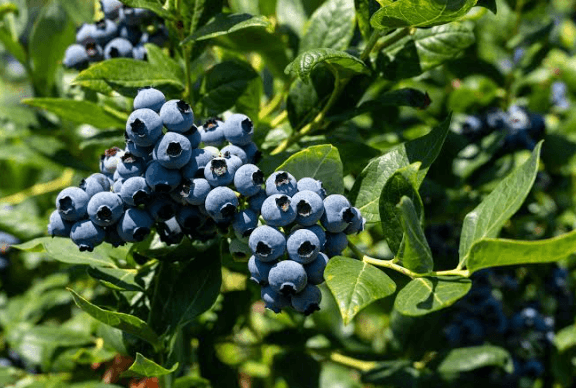 LA REVOLUCIÓN DEL MARKETING QUE TRANSFORMÓ AL ARÁNDANO EN UN “SUPERALIMENTO” GLOBAL