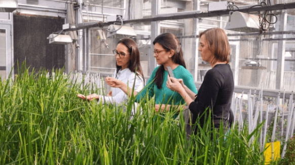INVESTIGADORA DEL CONICET PREMIADA POR LA ONU POR TRANSFORMAR LA AGRICULTURA