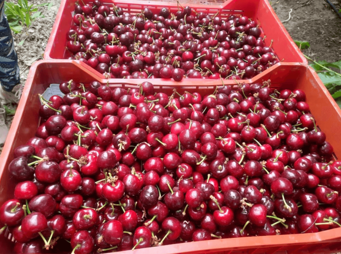 LOS CEREZOS ULTRA TEMPRANOS YA FLORECEN EN JUJUY Y ANTICIPAN UNA COSECHA PROMETEDORA