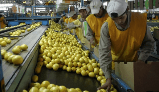 ALARMA EN EL LITORAL: ADVIERTEN QUE LA PRÓXIMA CAMPAÑA CITRÍCOLA ESTÁ EN RIESGO