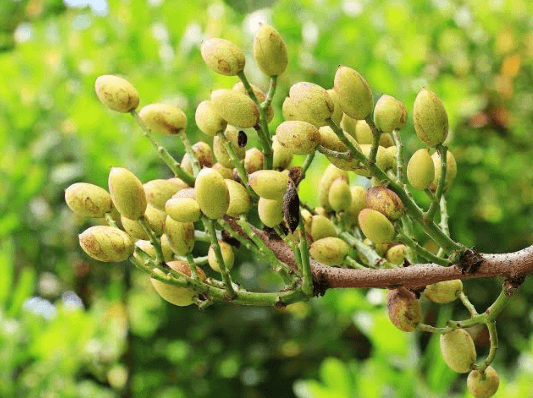 “ORO VERDE”: EL PISTACHO SE CONVIRTIÓ EN LA NUEVA ESTRELLA AGRÍCOLA Y TENDENCIA GLOBAL